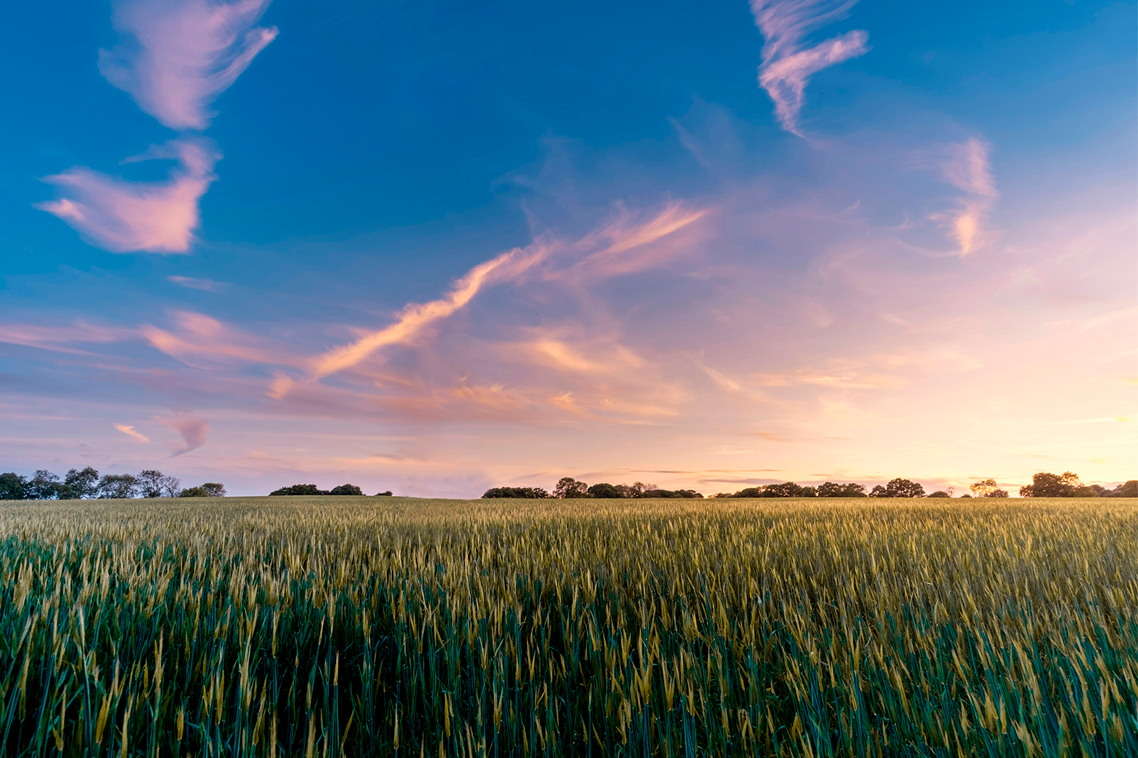 Campo agrícola ao entardecer — o perfil do interior do Paraná e do Mato Grosso do Sul que a OpenGD atende